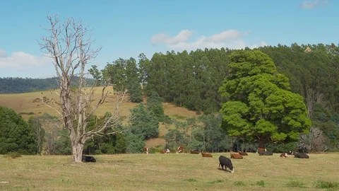 Cows Grazing in Tasmania Stock Footage 119948131