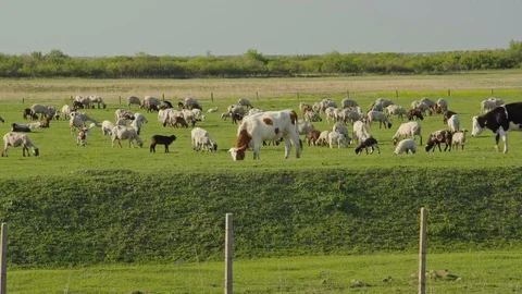 Cows grazing together with sheep Stock-Footage 106715935