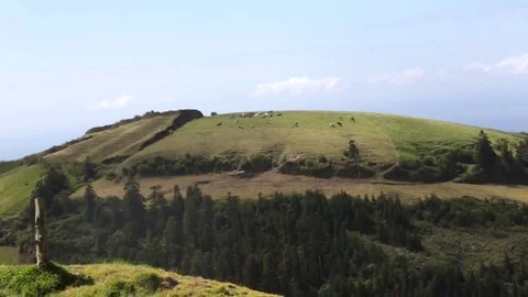 Cows grazing on top of hill Stock Footage 69109825