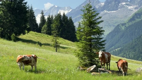 Cows Grazing in a Tranquil Alpine Meadow of Koenigsleiten, Austria, with Ma.. Stock Footage 338171705