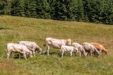 Cows grazing tranquilly on Alpine meadows Stock Photos