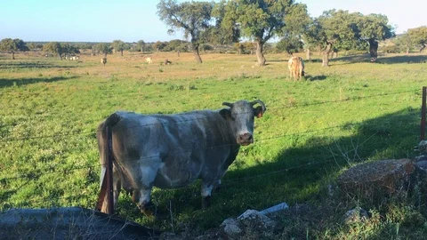Cows grazing under oak trees in south of Spain Video stock 105856890