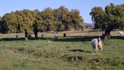 Cows grazing under oak trees in south of Spain Video stock 105857152