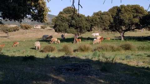 Cows grazing under oak trees in south of Spain Video stock 105857438