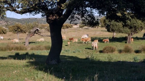 Cows grazing under oak trees in south of Spain Video stock 105857715