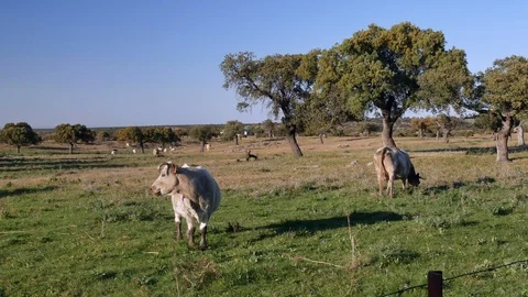 Cows grazing under oak trees in south of Spain Video stock 105857994