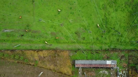 Cows grazing under the power distribution station Stock Footage 168570079