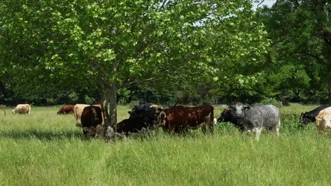 Cows grazing under a tree Stock Footage 121625949
