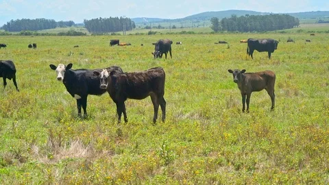 Cows grazing in a Urugayan field Stock Footage 109508197