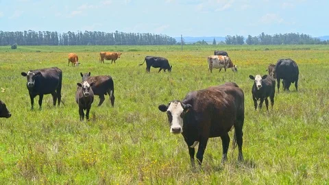 Cows grazing in a Urugayan field Видео 109508206