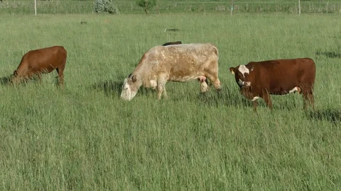 Cows grazing, Utah 1 Stock Footage 88265059