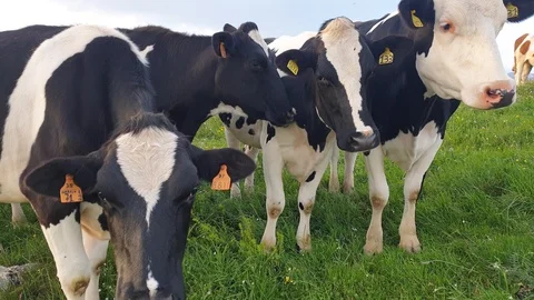 Cows grazing in the Veronese mountain Vídeo Stock 109798482