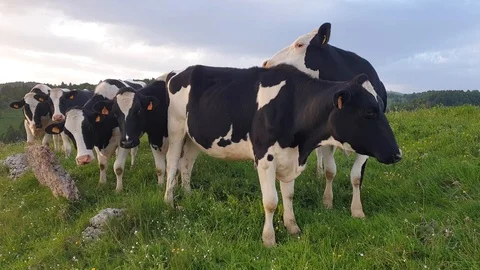 Cows grazing in the Veronese mountain Vídeo Stock 109799275