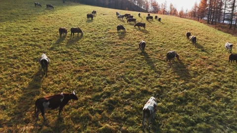 Cows grazing on a vibrant hillside during sunset in autumn 스톡 동영상 289542052