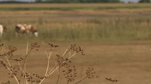 Cows grazing, weeds in focus Stock-Footage 56497587