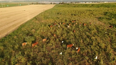 Cows Grazing With White Heron Stock Footage 128477194