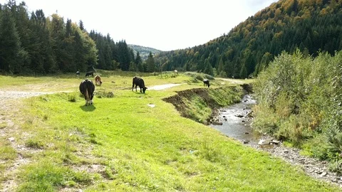 Cows grazing in wild terrain. Pine forest. Stock Footage