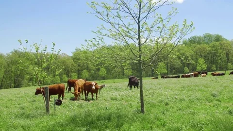 Cows grazing windy field Stock Footage 75462165