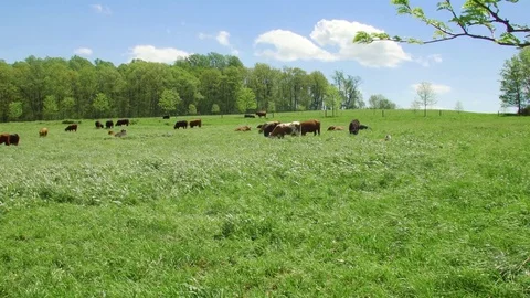 Cows grazing windy hillside Stock Footage 75462063