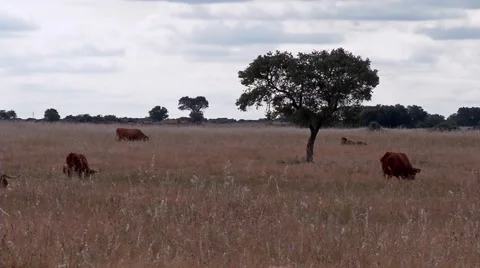 Cows grazing#3 Stockbeeldmateriaal 48043774