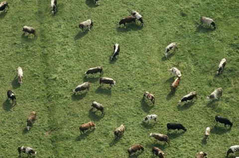Cows grazingv Stock Photos