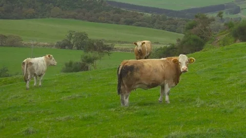 Cows in a green field between hills in Scotland Stock Footage 85246723