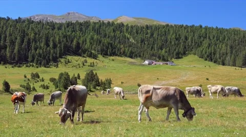 Cows on the green field. Cows grazing in Alps. Italy Stock Footage