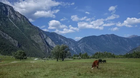 Cows on the green field. Cows grazing Stock-Footage 84071918