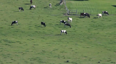 Cows In a Green Field Stock-Footage 26095689