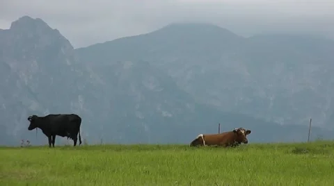 Cows on a green field 動画素材 41387733