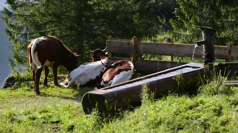 Cows on green field Video stock 82351422