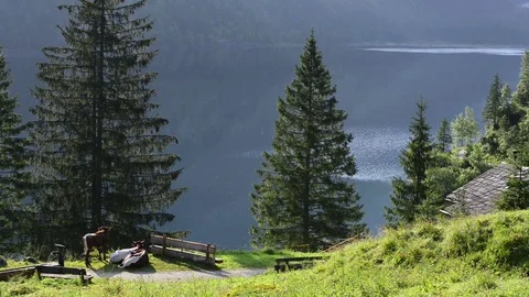 Cows on green field Stock Footage 82351510