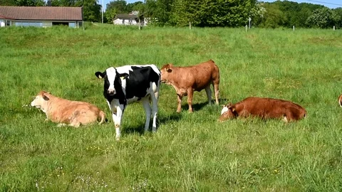 Cows in a green field Stock Footage 90885887