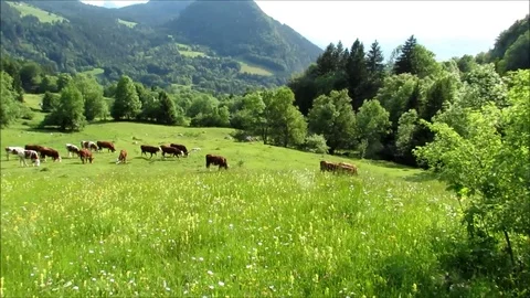 Cows in a green field Stock Footage 95447846