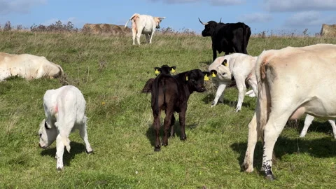 Cows on the green field  Stock Footage 218096864