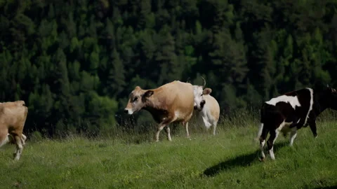 Cows in a green field. Herd of Cows Walking and Grazing in a Green Meadow with Stock Footage 265493883