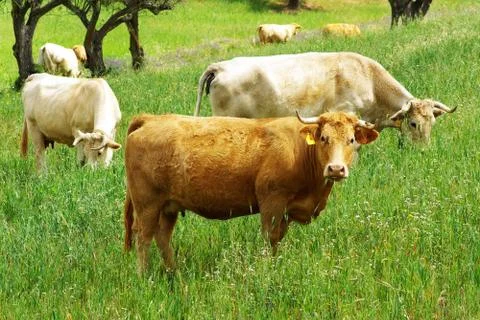 Cows in the green field Stock Photos