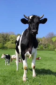 Cows on green field Stock Photos