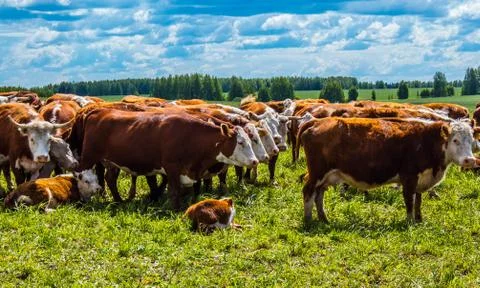 Cows on a green field 스톡 사진