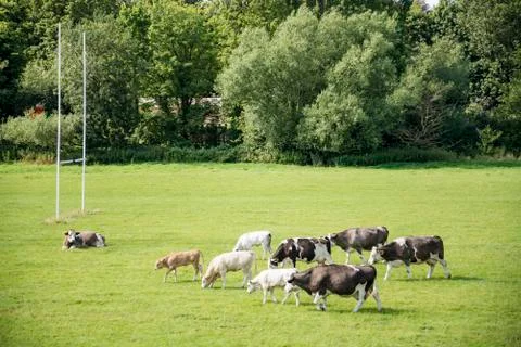 Cows on a green field Stock Photos