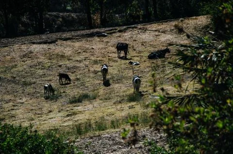 Cows on a green field. Stock Photos