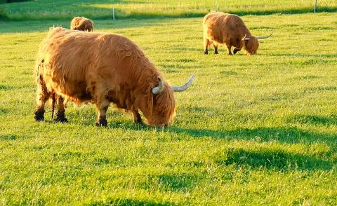 Cows in the green field Stock Photos