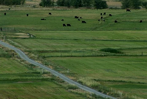 Cows in Green Field WS Stock Footage 98049677