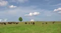 Cows on green meadow HD Footage