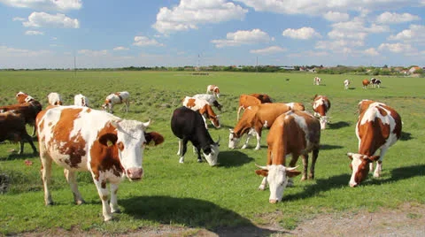 Cows on a green meadow Stock Footage 26406818