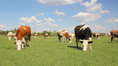 Cows on green meadow Video stock 26407896