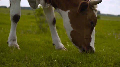 Cows on green meadow. Nature composition. cows on a farmland 4K Stock Footage 112474522