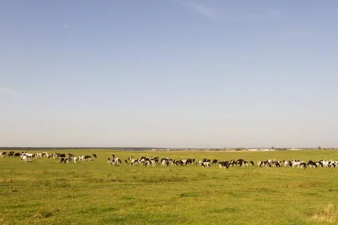 Cows on green meadow Stock Photos