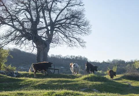 Cows on a green meadow in spring Stock Photos
