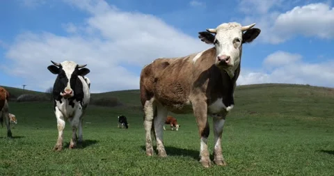 Cows on a Green Meadow Under a Blue Sky 2 Stock Footage 306086916